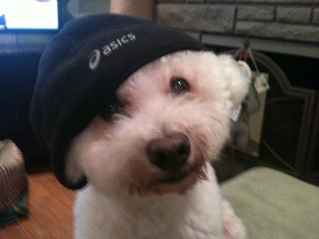 Perro