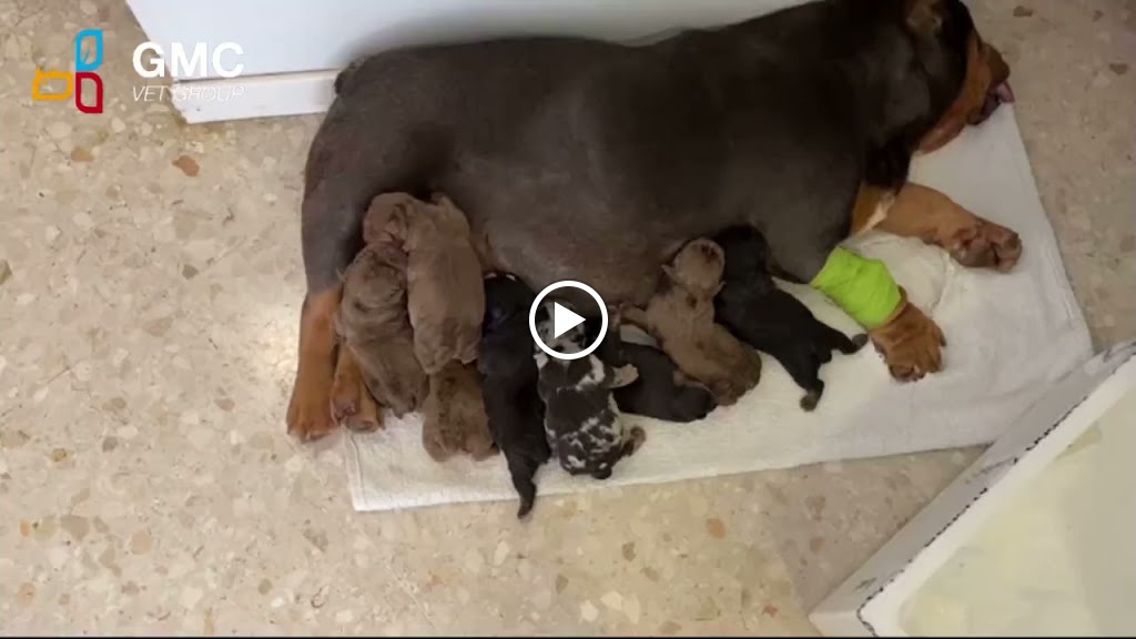 Centro Veterinario Perro Pirata — Videos