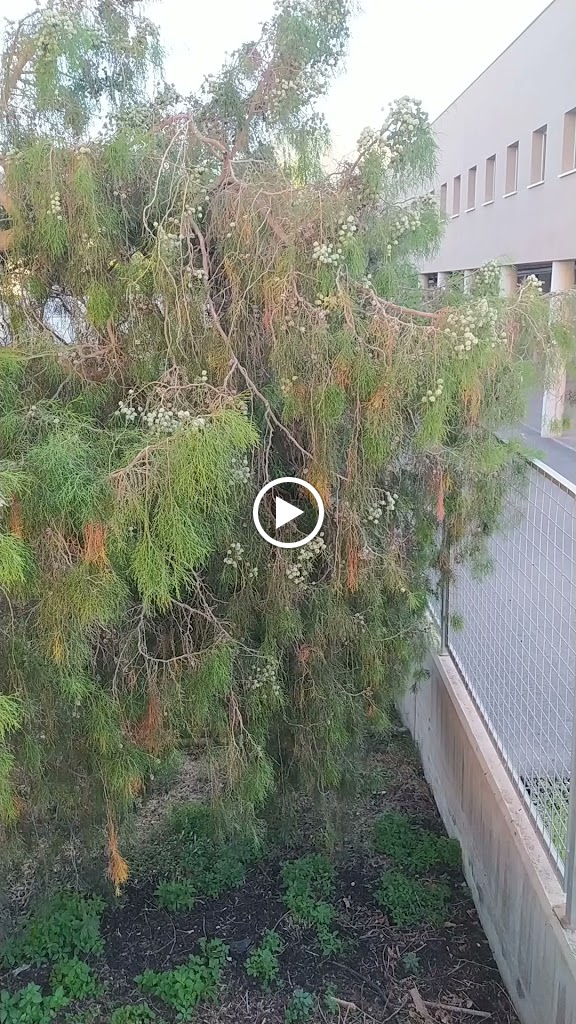 Cipres de Cartagena — Videos