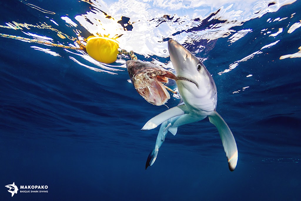 Mako Pako - shark diving