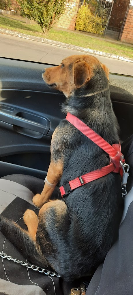 Perro