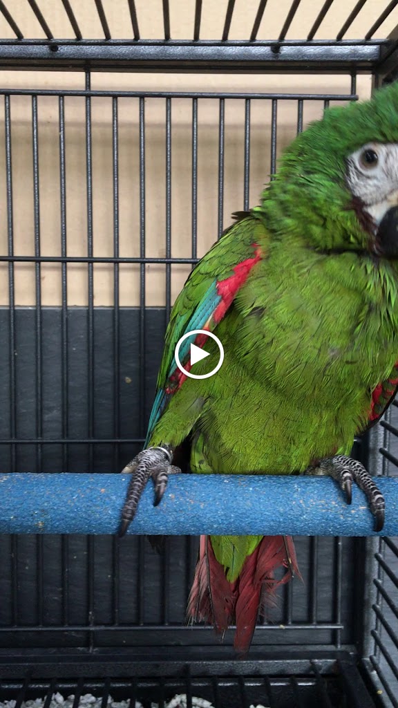 Hospital Veterinario Privet Villaviciosa — Videos