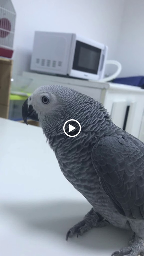 Clinica Veterinaria Domesticos y Exoticos Peludets — Videos