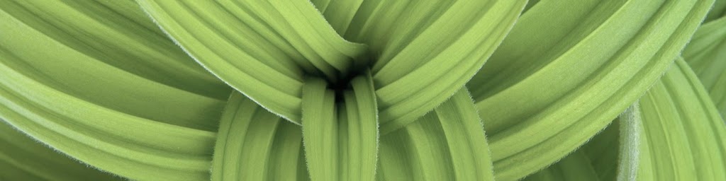 Alpen Lily Web Studio