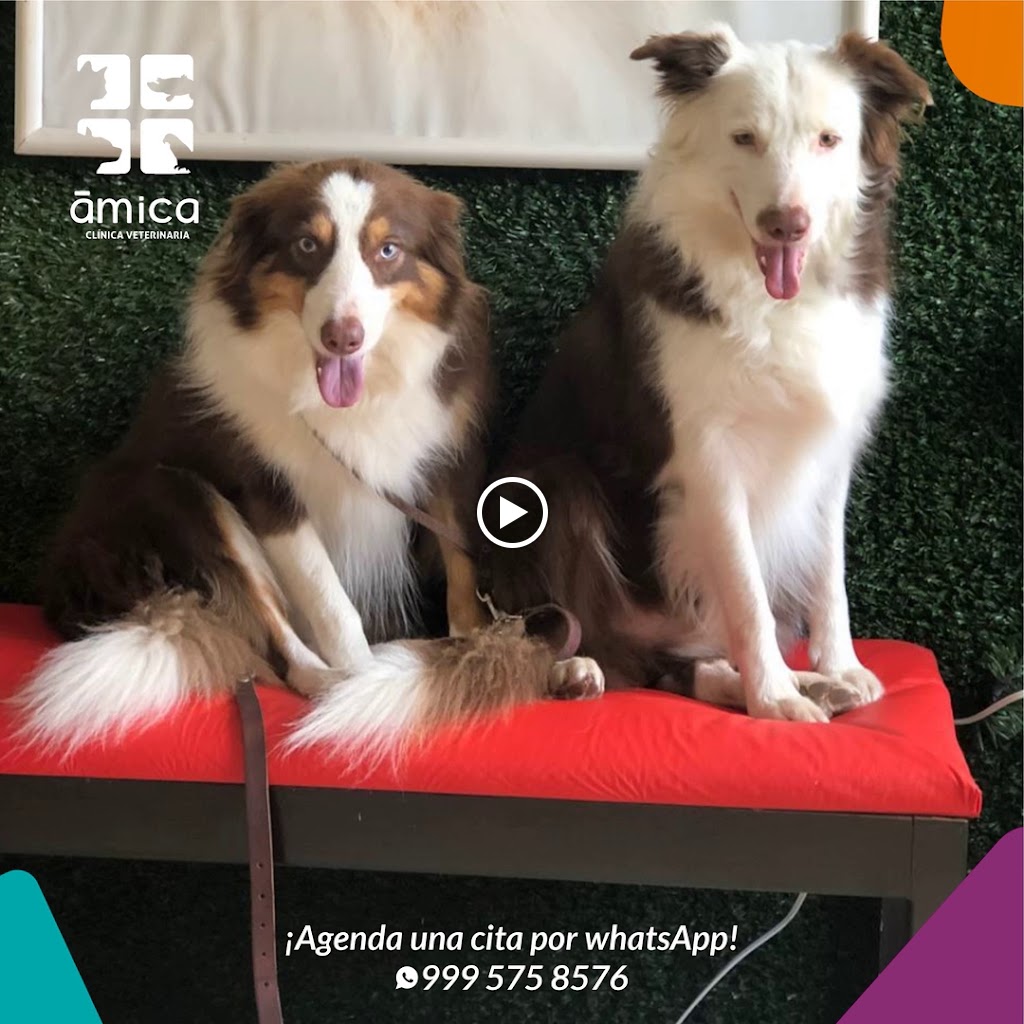 Clinica Veterinaria Amica — Videos