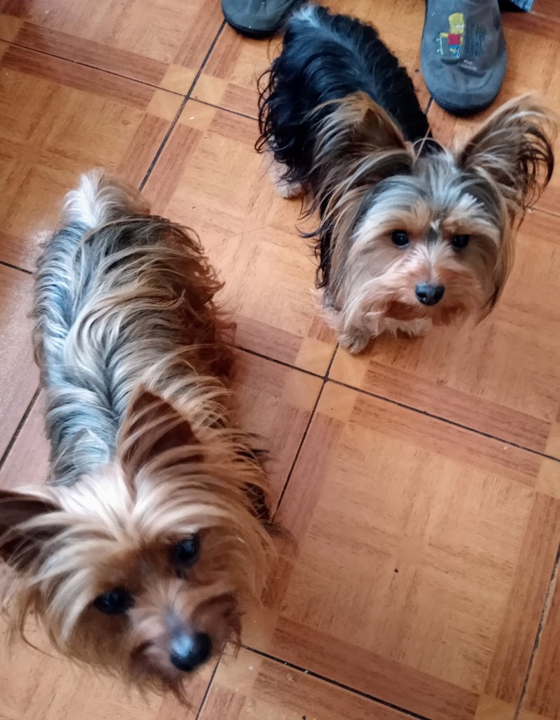 Perro