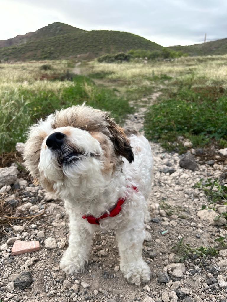 Centro Veterinario Los Llanos — Del propietario