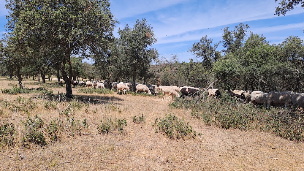 Dehesa Boyal