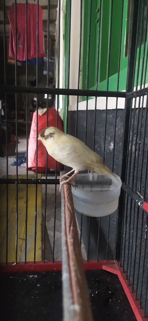 Bengkel+ omah kenari pak agung