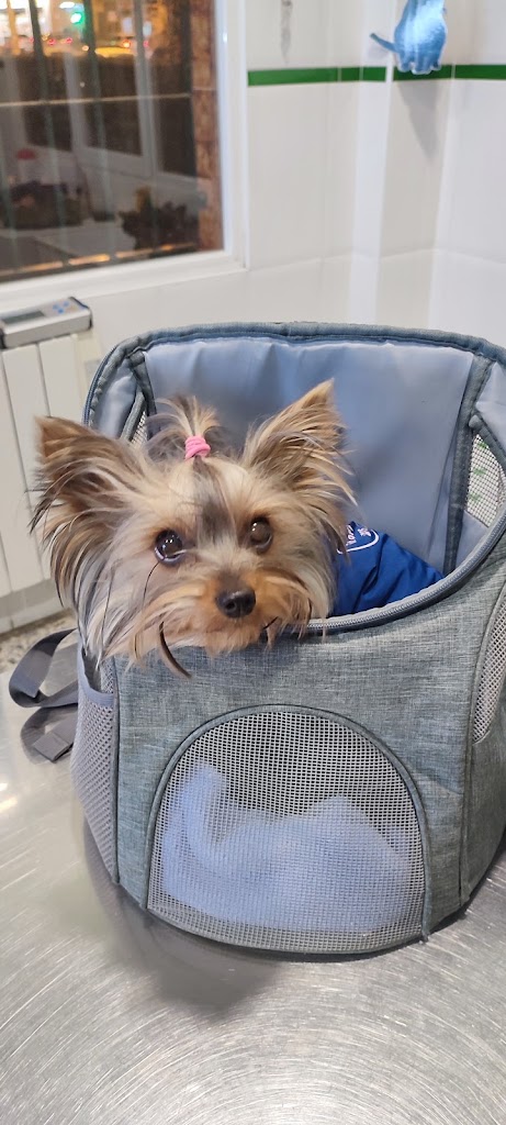 CLINICA VETERINARIA CHAMAN — Perro