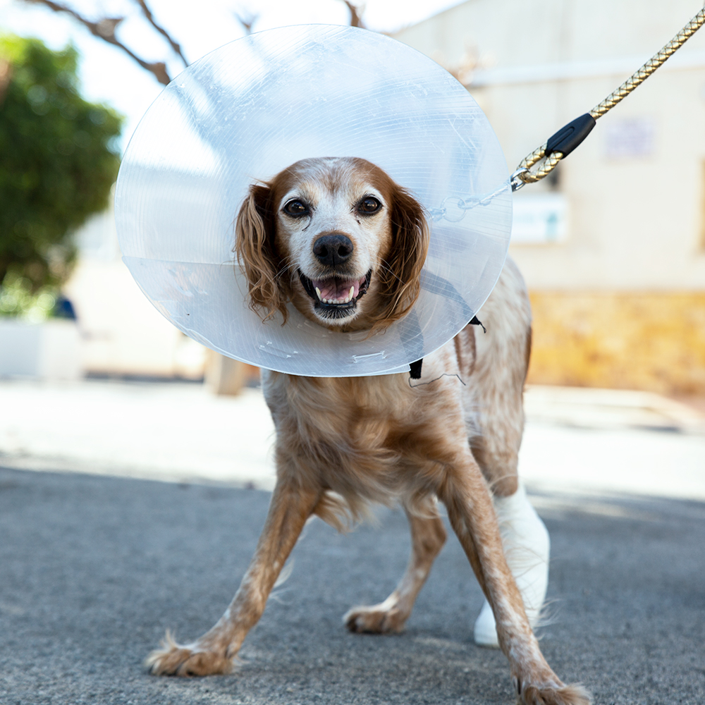 Menescal Veterinarios. Novelda, Alicante — Del propietario