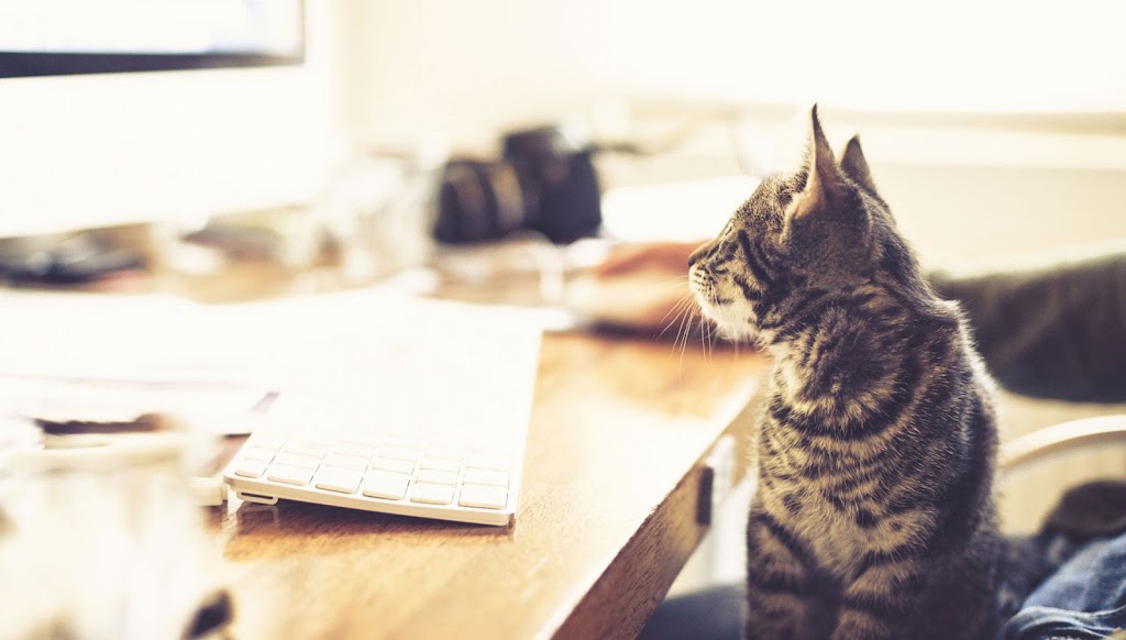 Fatcat Studios Inc