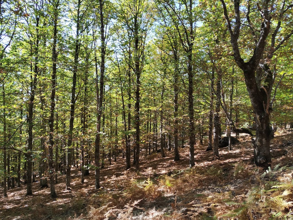 Castanar La Angostura