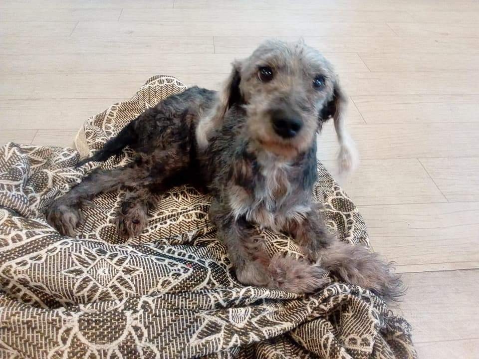 Dog