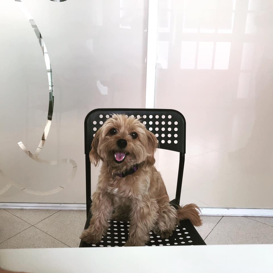 Clinica Veterinaria Parque San Benito — Perro