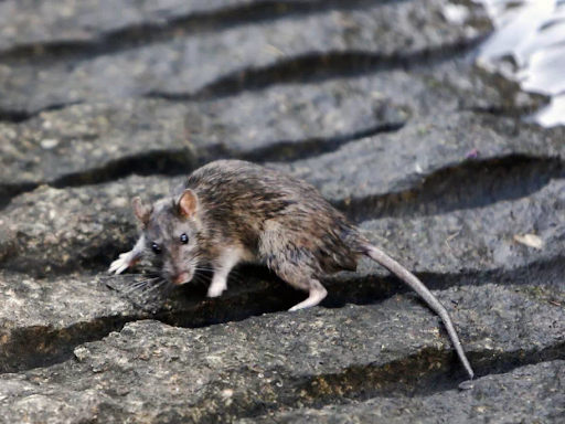 Desinfecciones y Control de Plagas DMR en Velez Malaga y Malaga