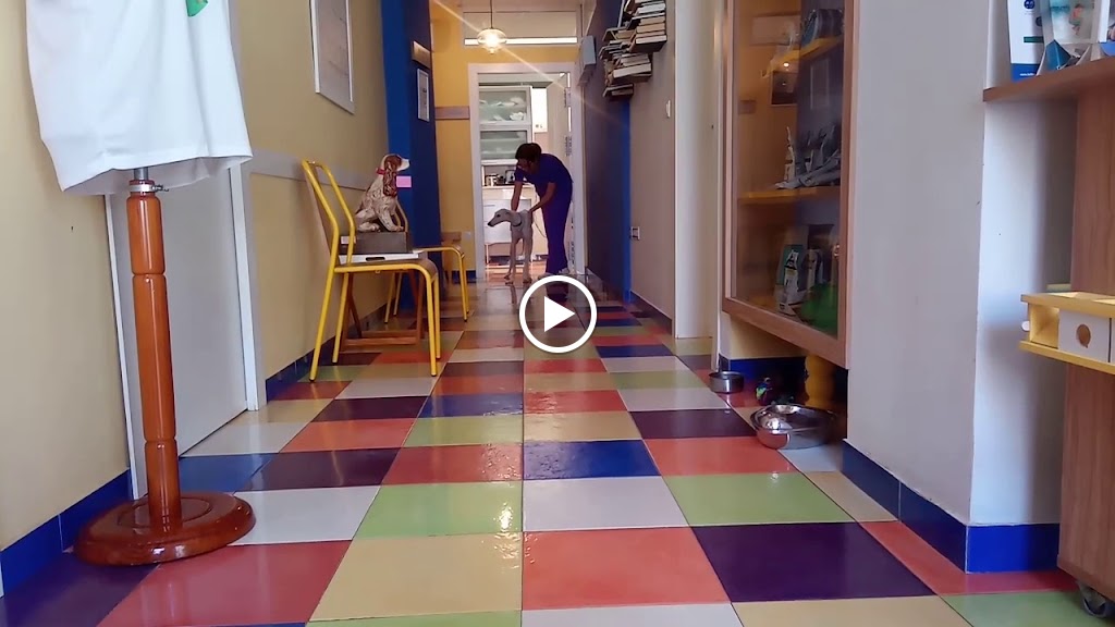 Clinica Veterinaria Sevilla — Videos