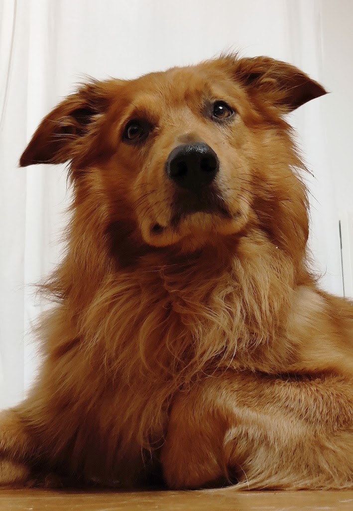 Educacion Canina AKAN