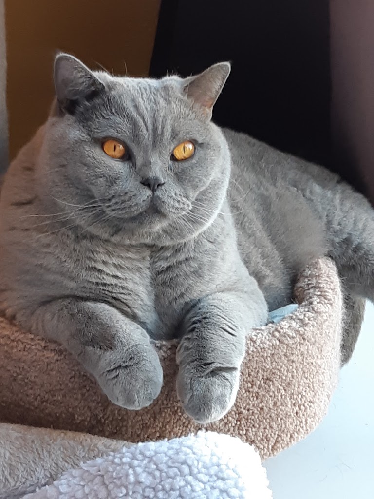Gato