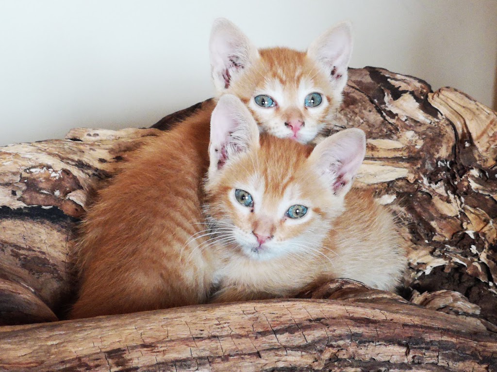 AniCura Vetamic Clinica Veterinaria — Gato