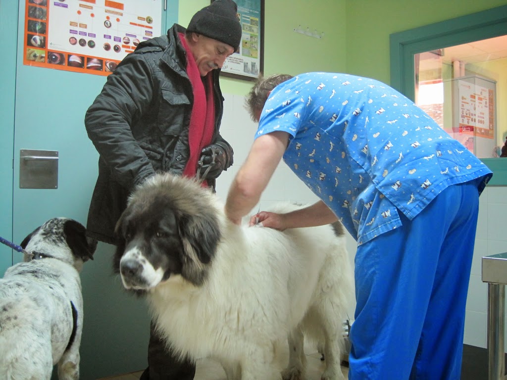Centro Veterinario Cantalejo — Perro