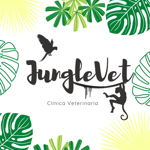 Junglevet Clinica Veterinaria — Del propietario