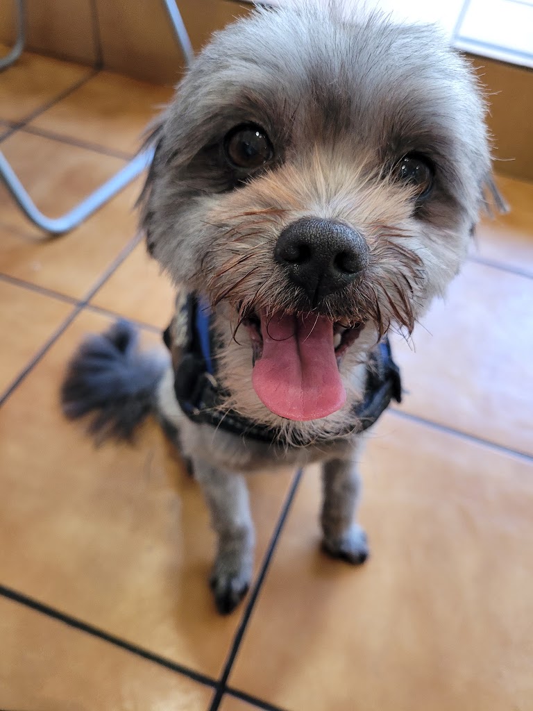 Centre Veterinari Verdaguer — Perro