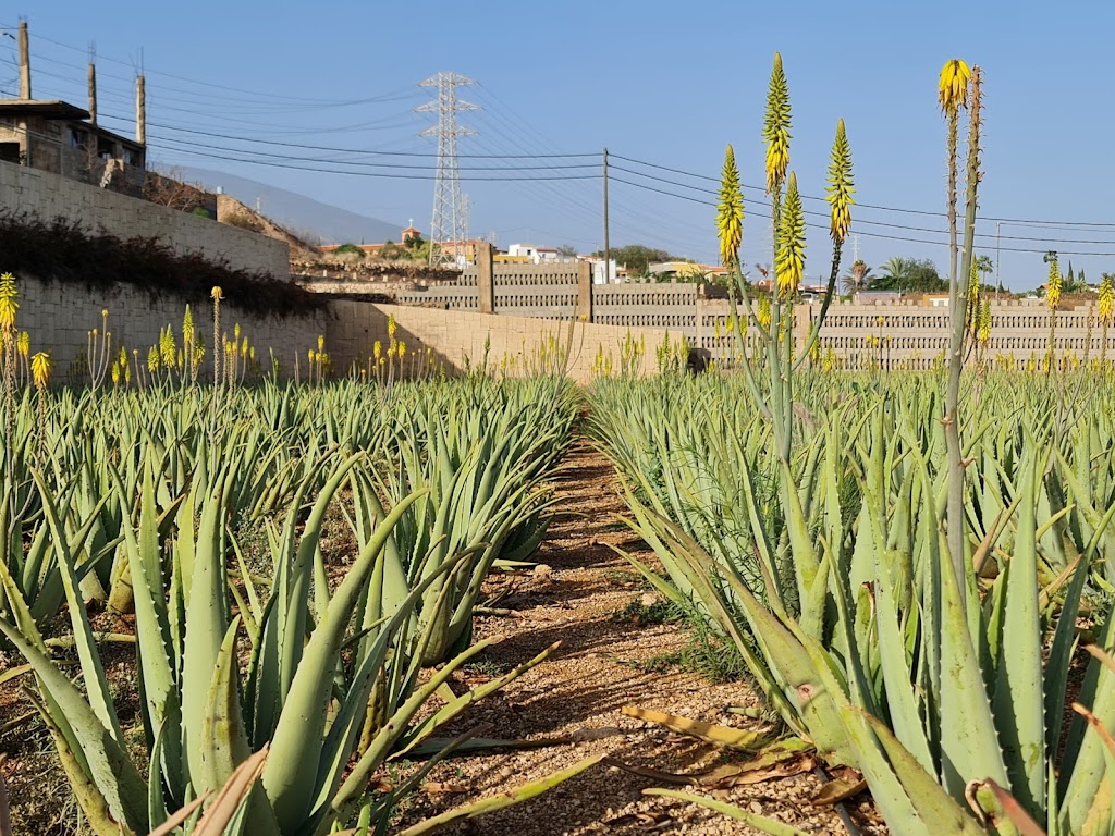 Finca Canarias Aloe Vera Guimar