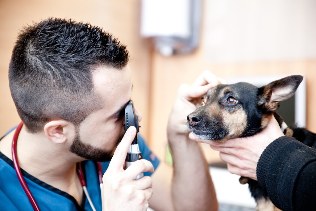 Vet24 Hospital Veterinario