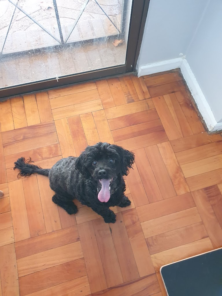 Perro