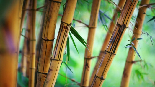 Centro de Educacion Infantil La Jungla