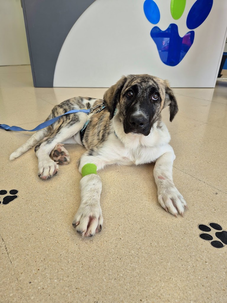 Clinica Veterinaria Calahorra