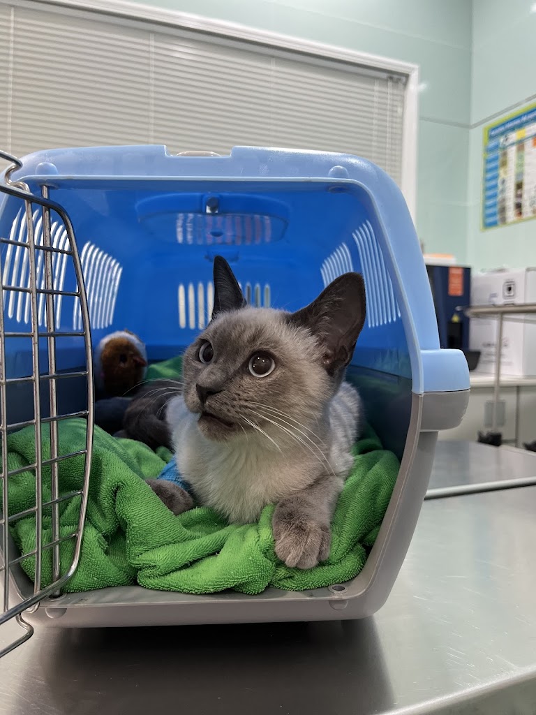 Clinica Veterinaria Cuatro Patas — Del propietario