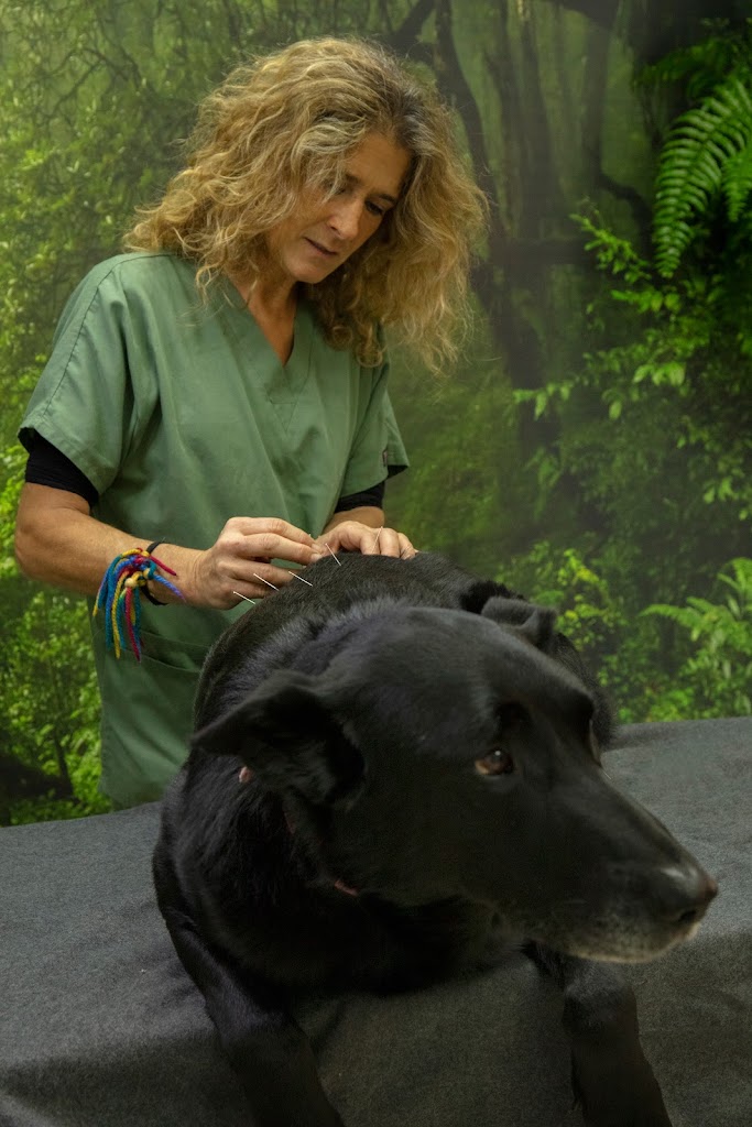 Clinica Veterinaria Pineda — Perro