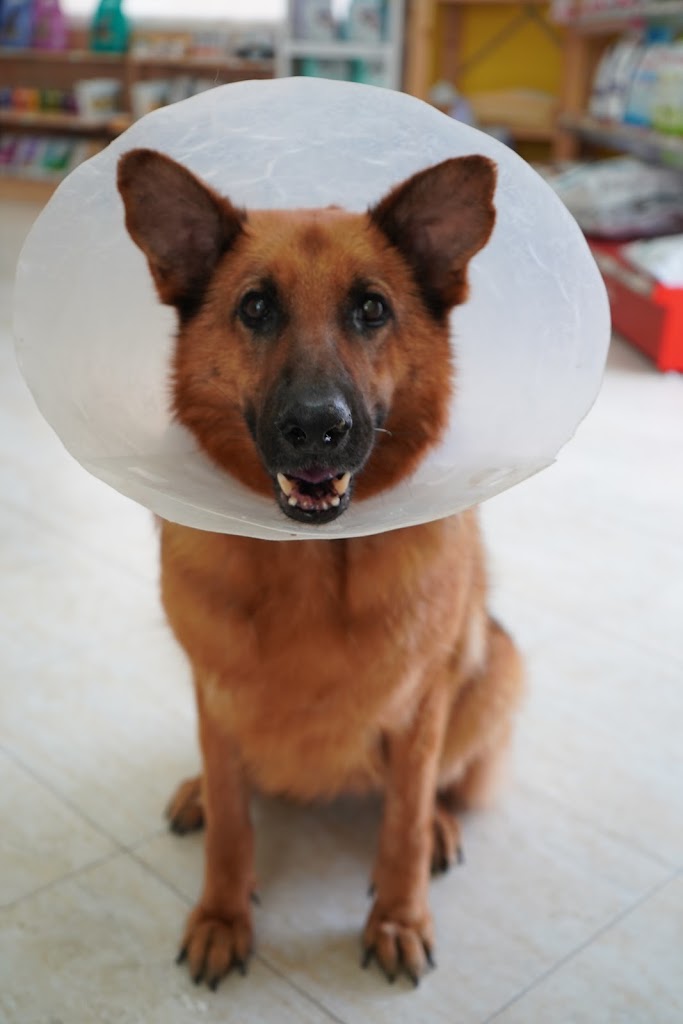 Clinica Veterinaria San Anton Ciudad Quesada — Perro