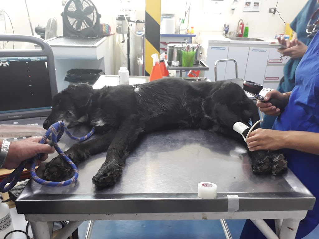 Clínica Veterinaria Alemana en La-Reina