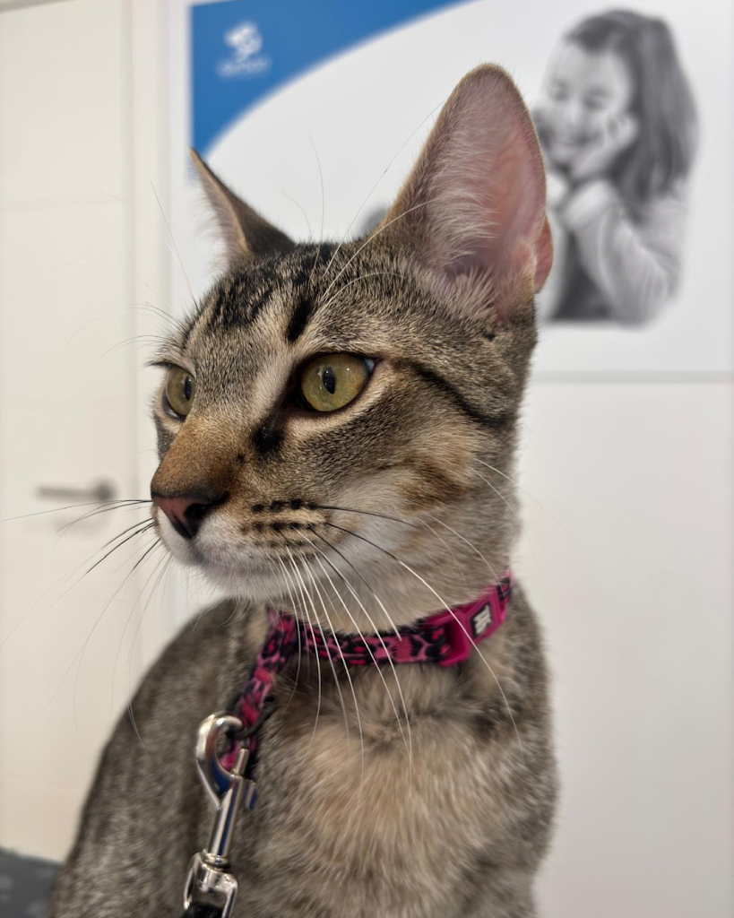 Darbon Veterinarios Moguer — Gato
