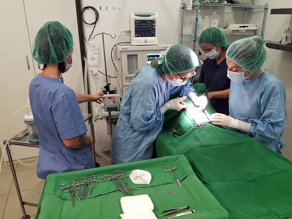Amvet Clinica Veterinaria Alt Maresme — Del propietario