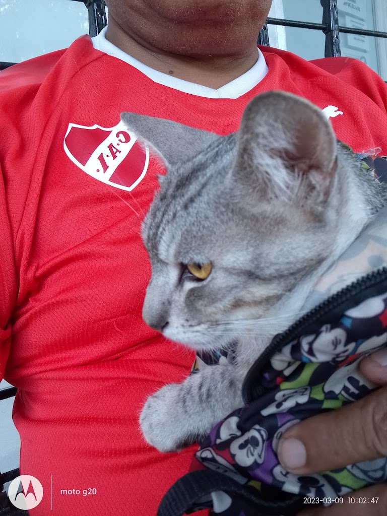 Gato