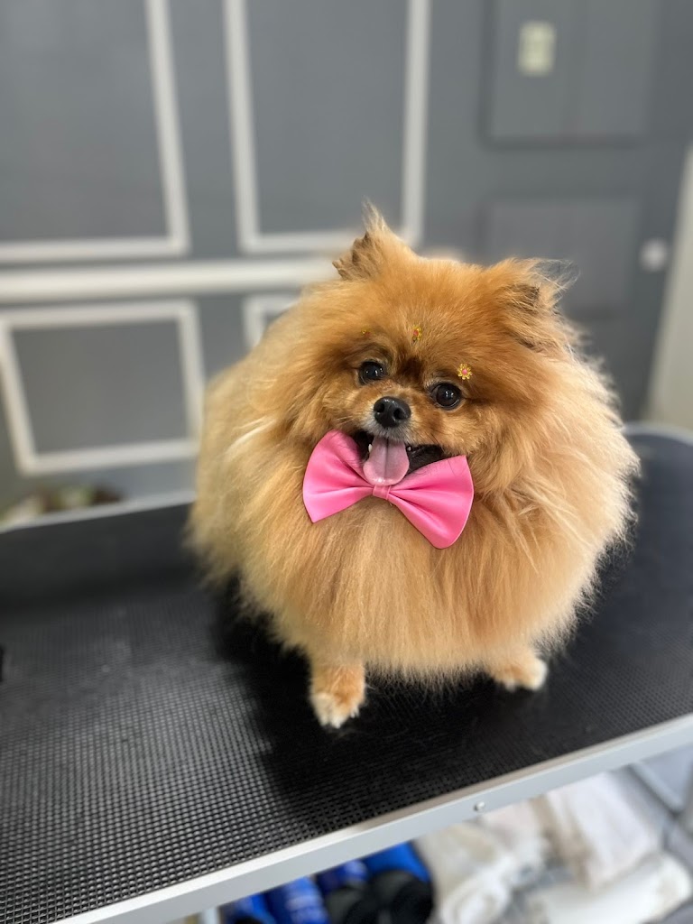 Cachorro