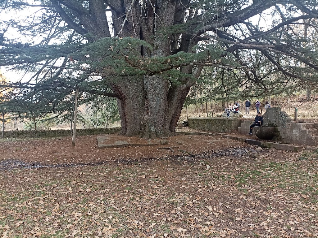 Cedro de la Francesa