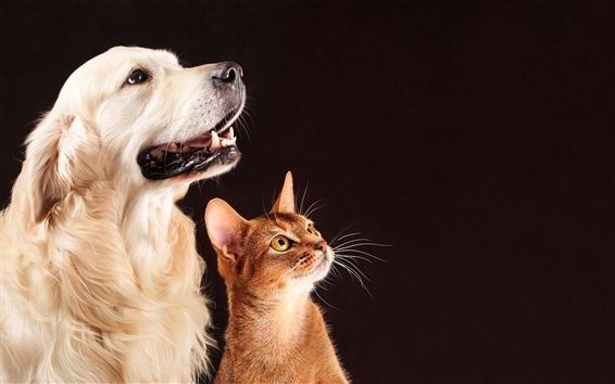 Modulo Veterinario Municipal Oriente — Perro