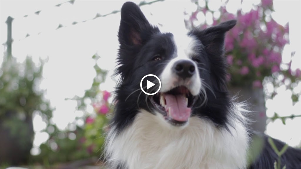 Centro Veterinario Zaragoza — Videos
