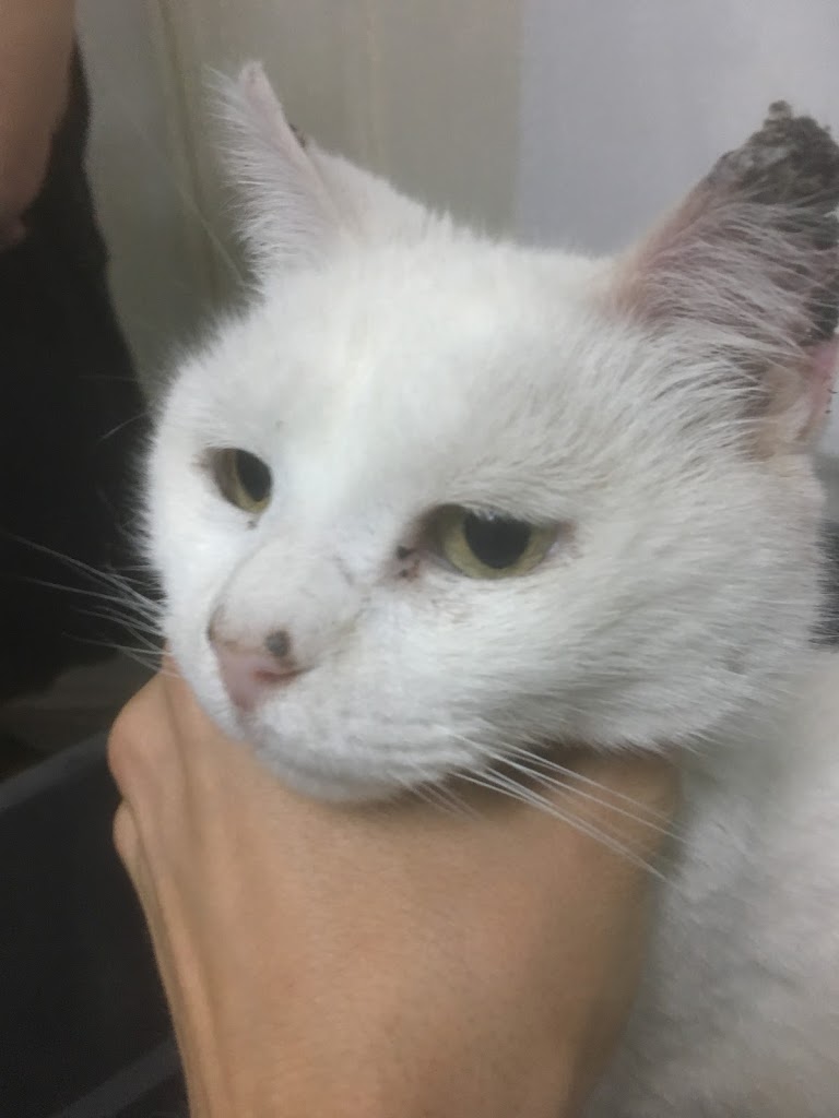 Gato
