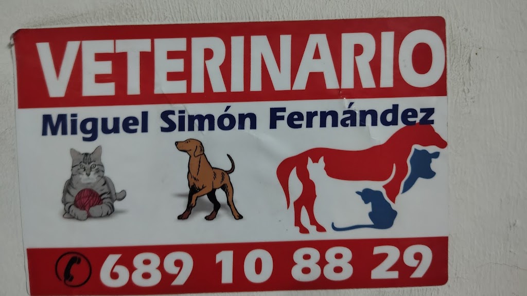 VETERINARIO Miguel Simon Fernandez — Caballo