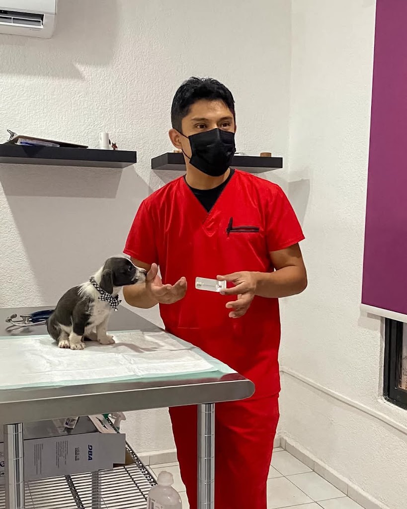 Pet's Clinic. — Del propietario