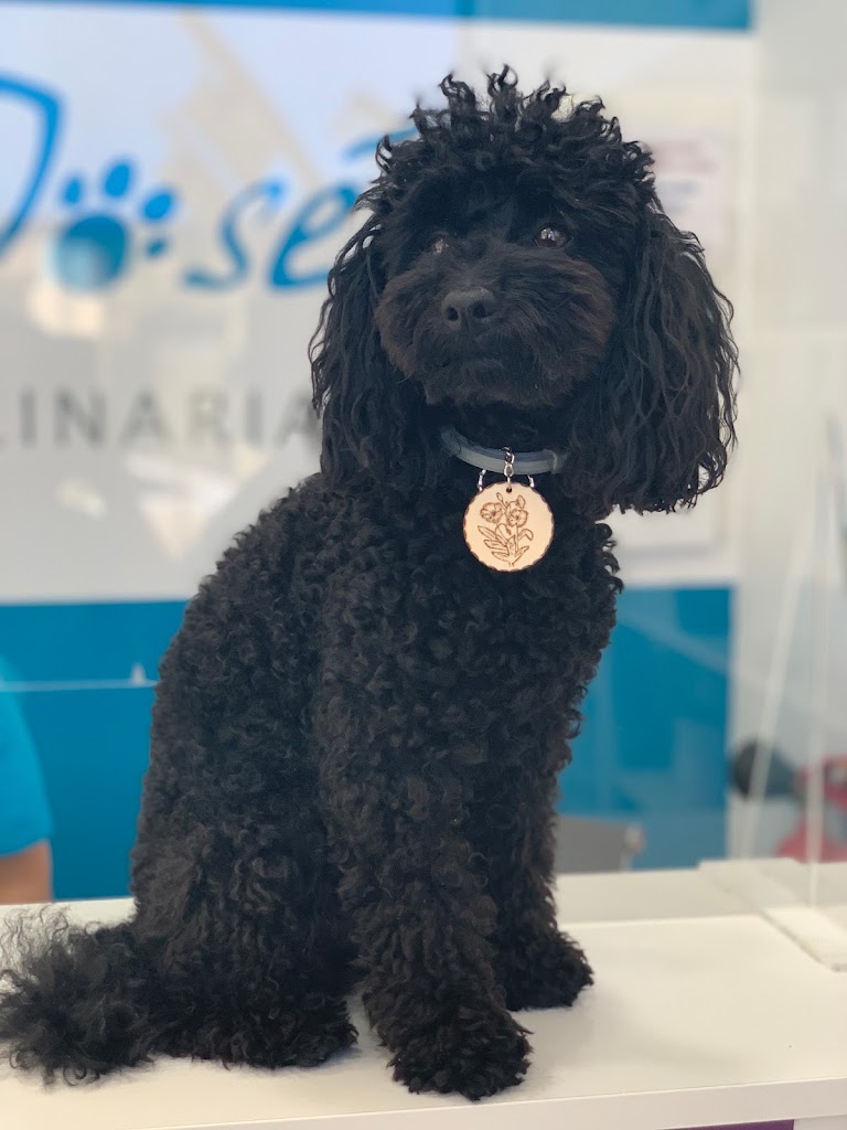 San Jose Clinica Veterinaria — Perro