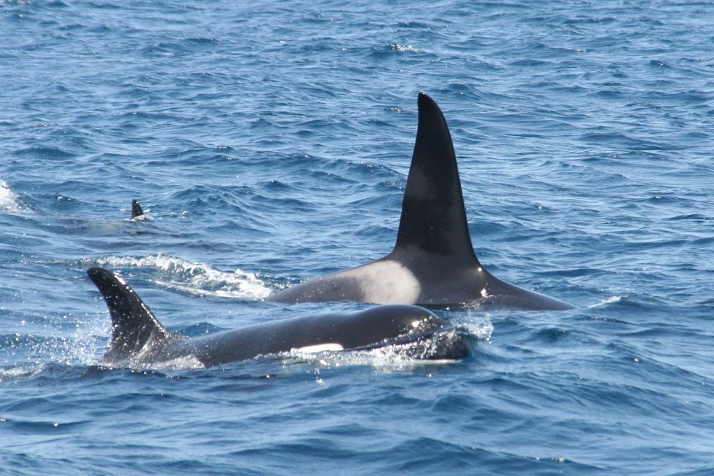 Tarifa Experience S.L