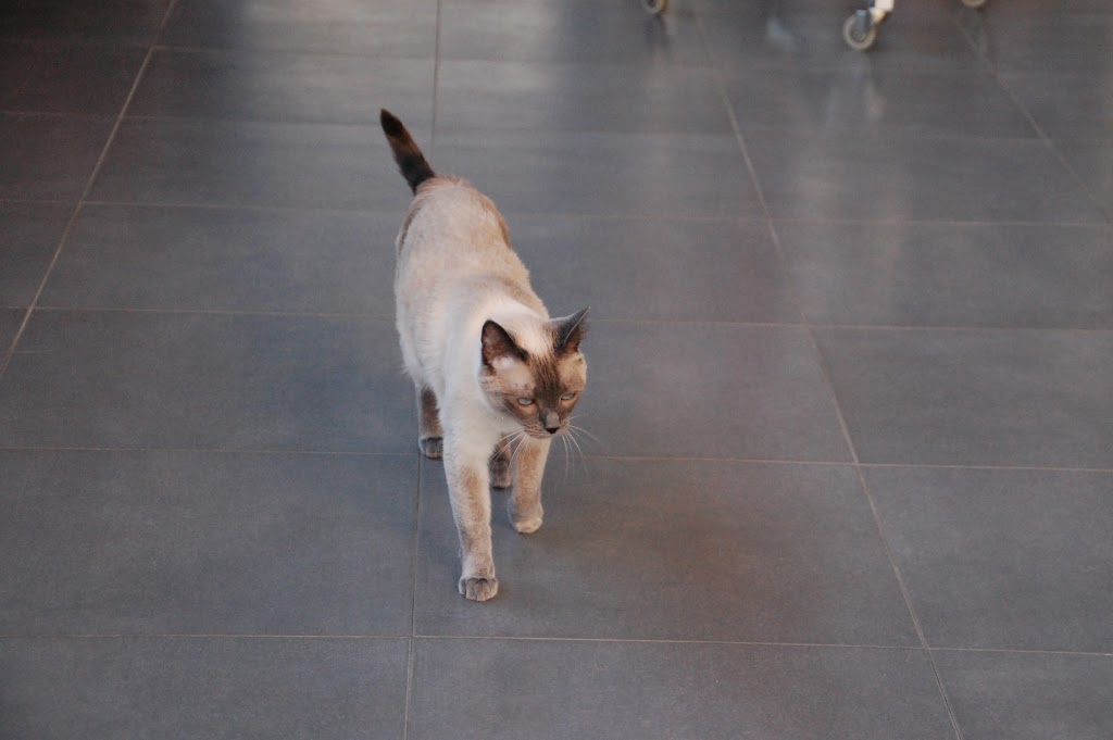 Centro Veterinario MR. VET Medina de Pomar — Gato