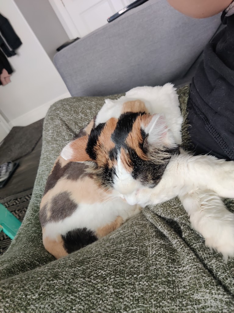 Sydnee's Pet Grooming in Midvale